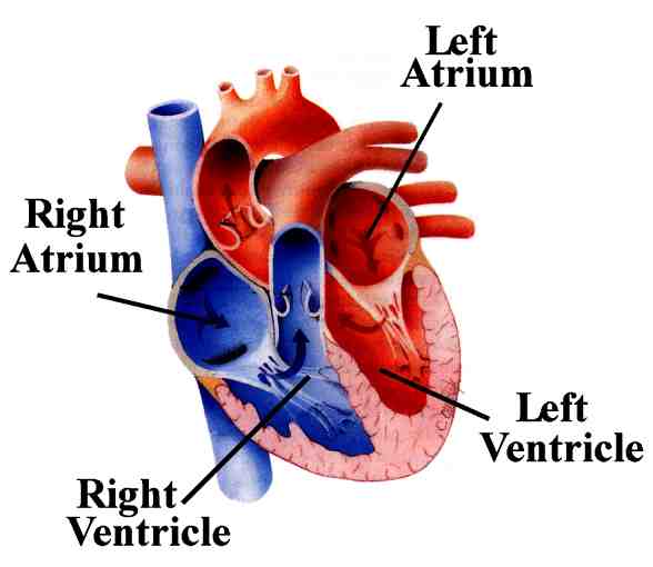 Cardiac Malpractice